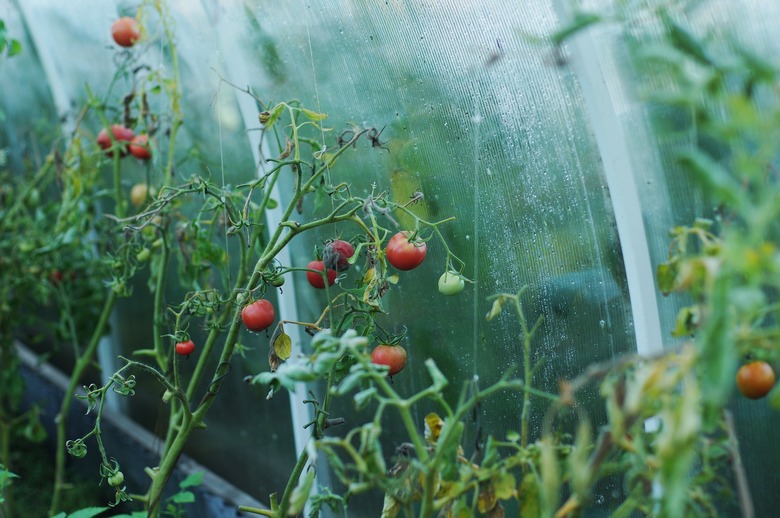 Tomatoes growing on vines within a greenhouse.