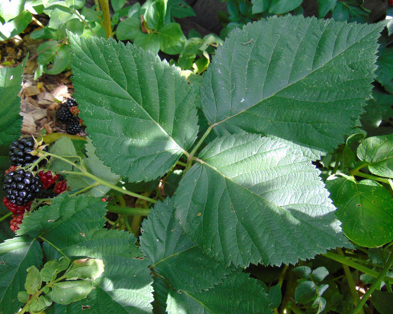 Thornless blackberries Rubus fruticosus 'Chester' growing on a vine.
