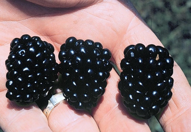 Three large Apache thornless blackberries Rubus fruticosus 'Apache' in the palm of someone's hand.