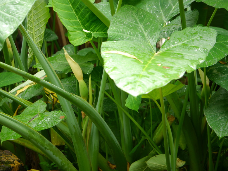 A close-up shot of some healthy tannia Xanthosoma sagittifolium plants.