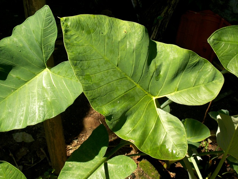 A close-up of some large tannia Xanthosoma sagittifolium leaves.