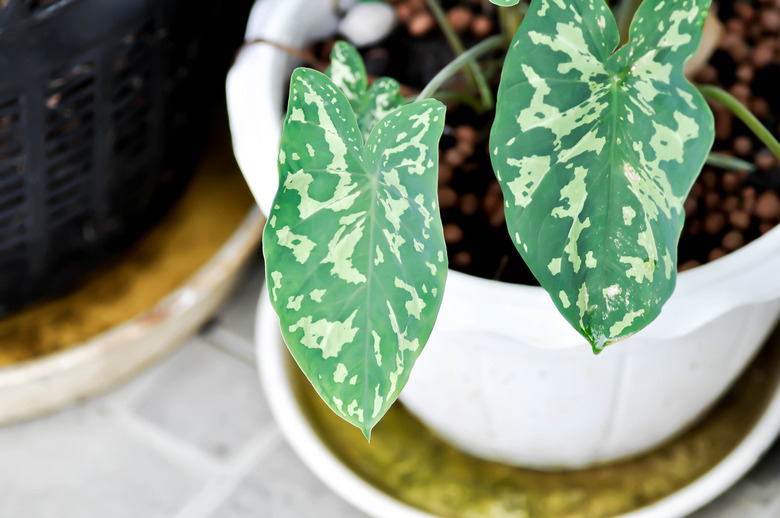 A top-down shot of edible taro Colocasia esculenta being grown as a houseplant.