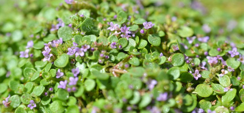 A close-up of some Corsican mint Mentha requienii with small lavender flowers.