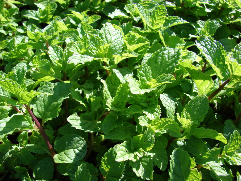 A great deal of healthy spearmint Mentha spicata growing in Maui