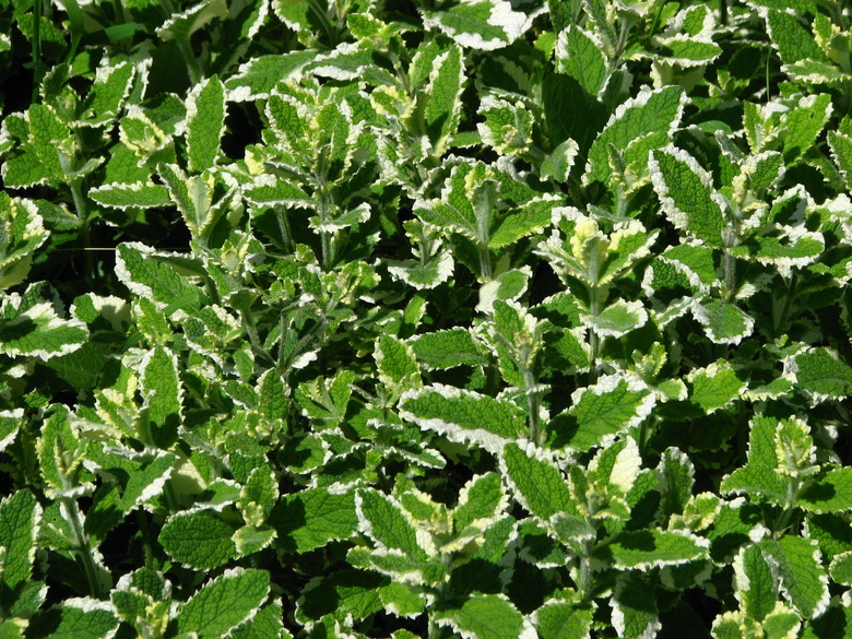 Variegated apple mint Mentha suaveolens with white-tipped leaves growing in abundance.