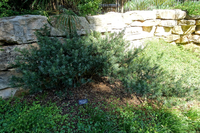 A Japanese yew Podocarpus macrophyllus at the Zilker Botanical Garden in Austin