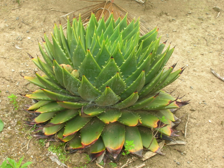 A spiral aloe Aloe polyphylla plant growing in a dirt patch