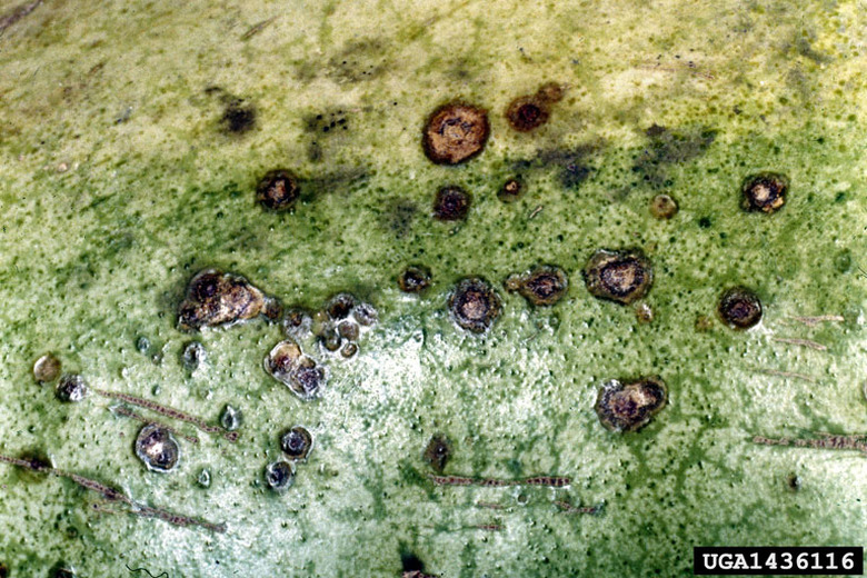 A close-up on gummy stem blight Didymella bryoniae afflicting a watermelon.