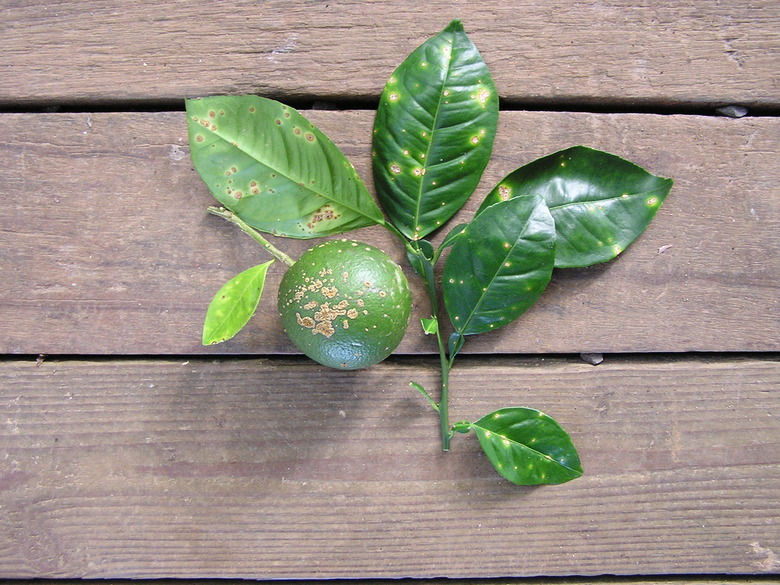 A lime branch and a fruit with citrus canker is laid out on a table.
