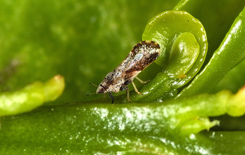 A close-up of an Asian citrus psyllid Diaphorina citri insect.