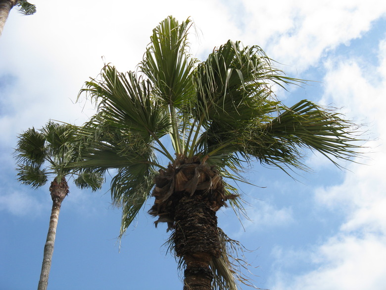 An upshot of a Chinese fan palm Livistona chinensis set against a lightly cloudy blue sky.