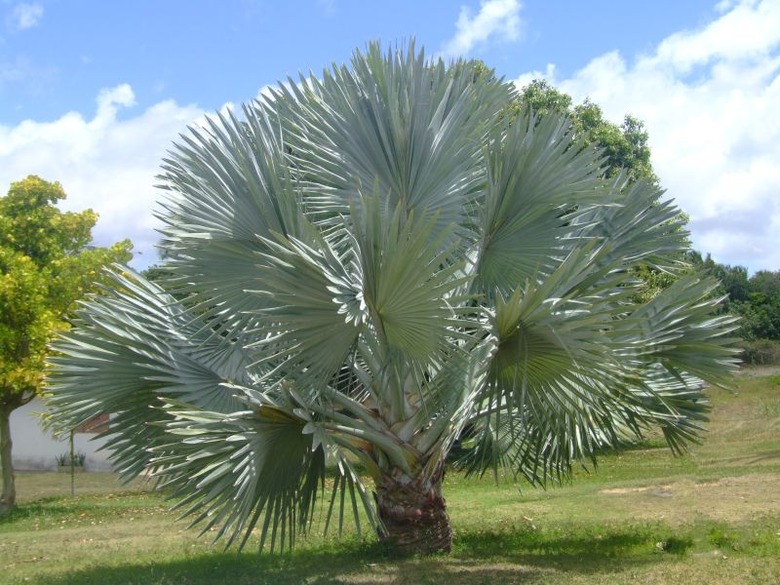 A Bismarck palm Bismarckia nobilis surrounded by grass and some other plants.