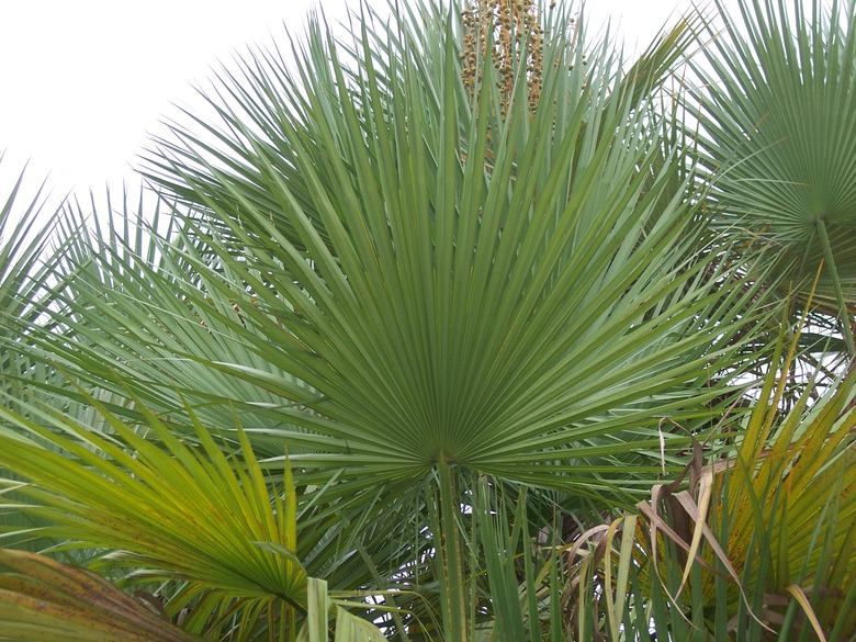 A close-up of one of the fans from a paurotis palm Acoelorrhaphe wrightii.