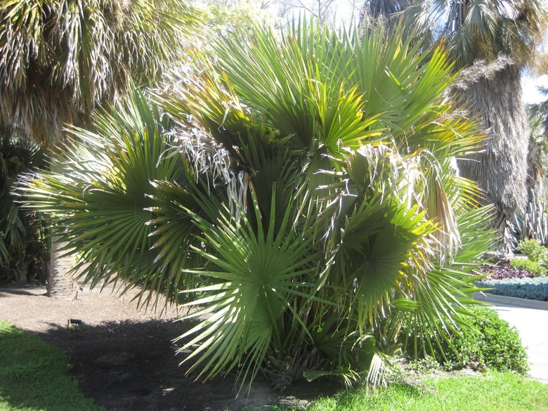 A dwarf palmetto Sabal minor at Huntington Gardens in San Marino