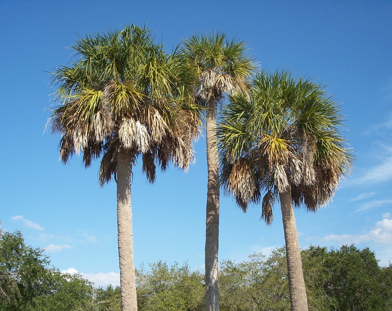 Three towering cabbage palms Sabal palmetto set against the backdrop of a blue sky.