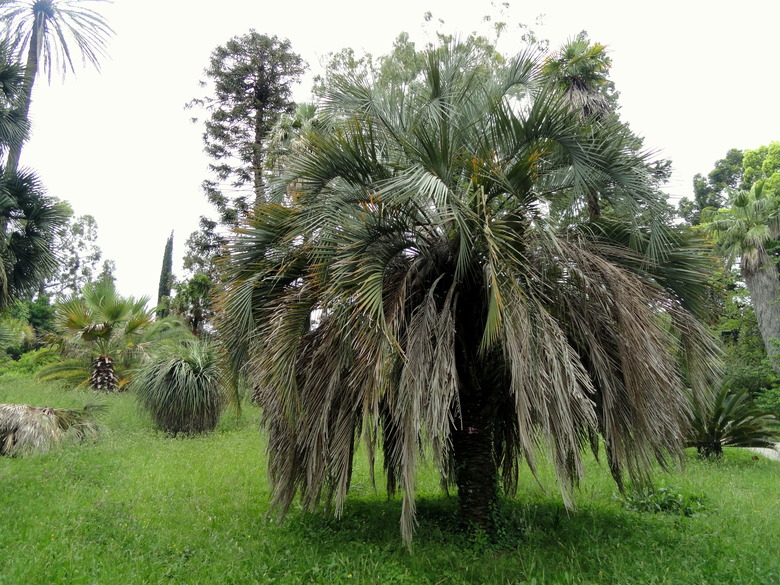 A pindo palm Butia capitata surrounded by grass and other plants in a botanic garden.