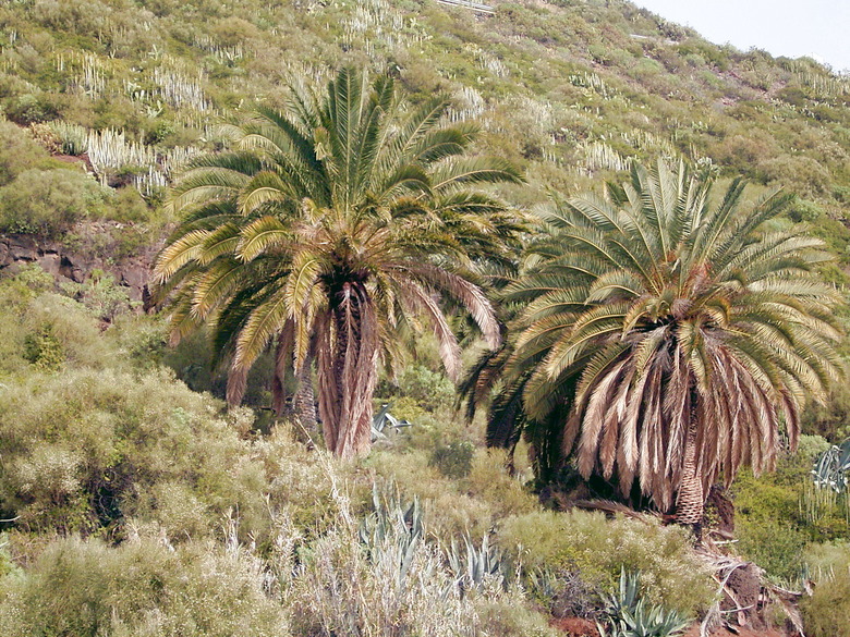 Two large Canary Island date palms Phoenix canariensis growing amidst other plants.