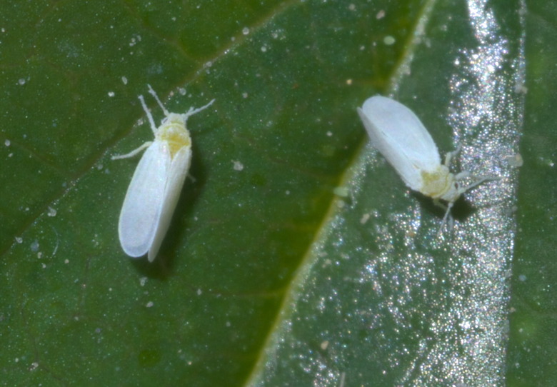 Whiteflies feasting on a leaf.