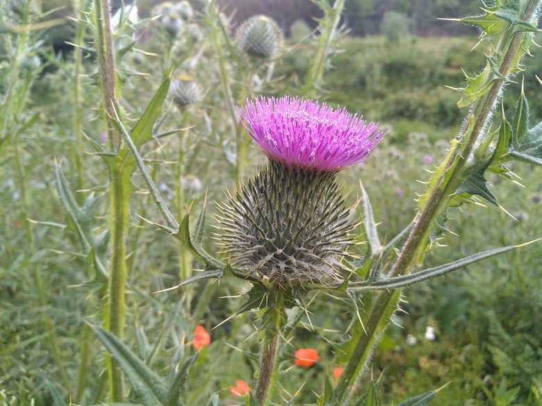 A bright pink flower of a bull thistle Cirsium vulgare.