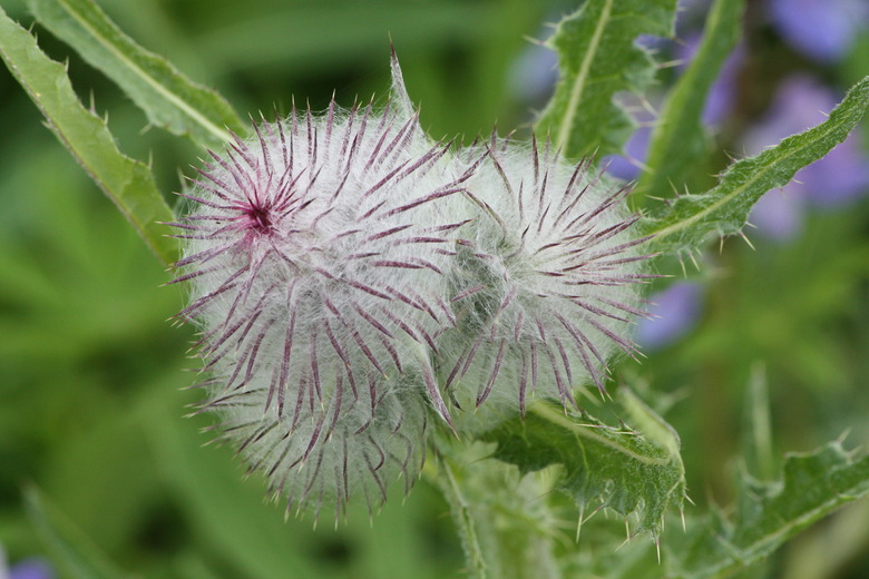 The white and purple flower of edible thistle Cirsium edule.