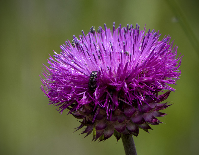 A gloriously magenta-pink flower from a musk thistle Carduus nutans.