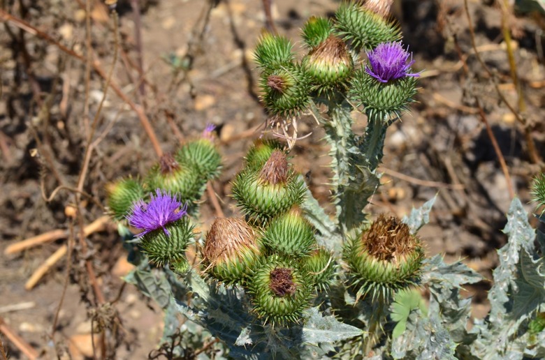 Various flowers atop a scotch thistle Onopordum acanthium.