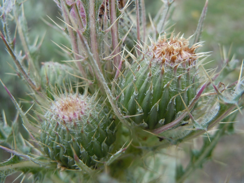 A close-up of clustered thistle Cirsium brevistylum.