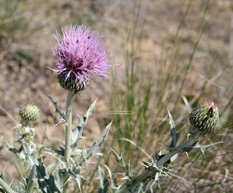 A bright pink bloom of a wayleaf thistle Cirsium undulatum.