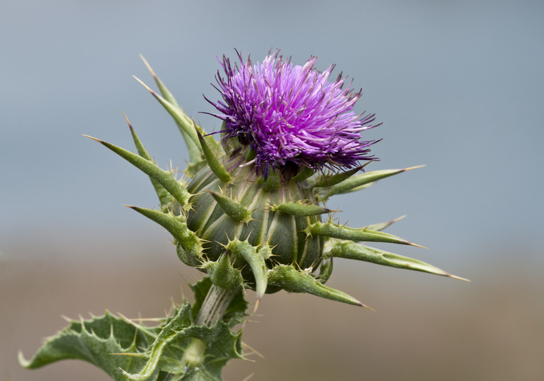 A pretty pink flower of a milk thistle Silybum marianum.
