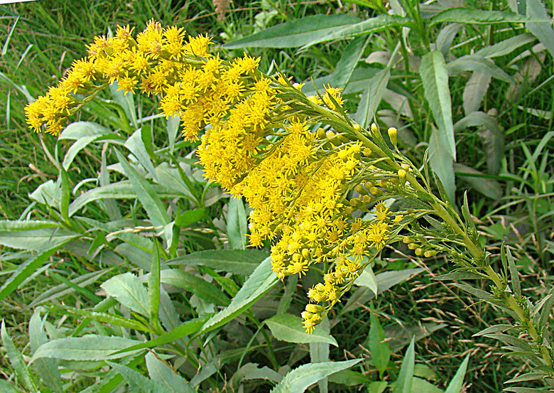 A cluster of yellow sweet goldenrod Solidago chilensis flowers.