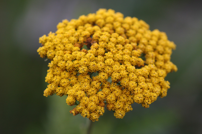 A close-up