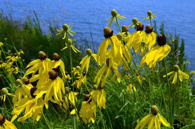 A grouping of prairie coneflowers Ratibida pinnata growing at the Detroit International Wildlife Refuge.