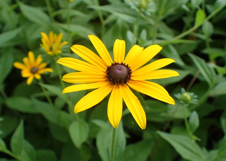 A gloriously yellow black-eyed Susan Rudbeckia hirta flower facing up to the sun.