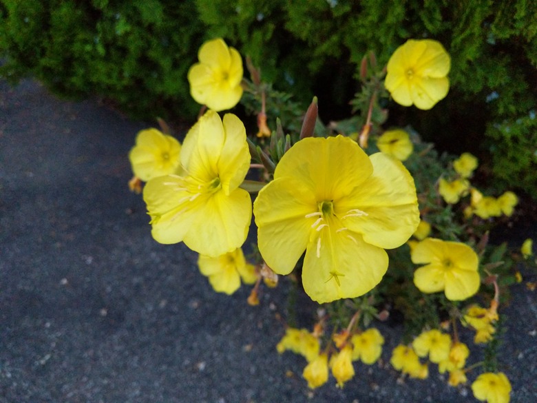 A close-up of yellow evening primrose Oenothera biennis flowers.