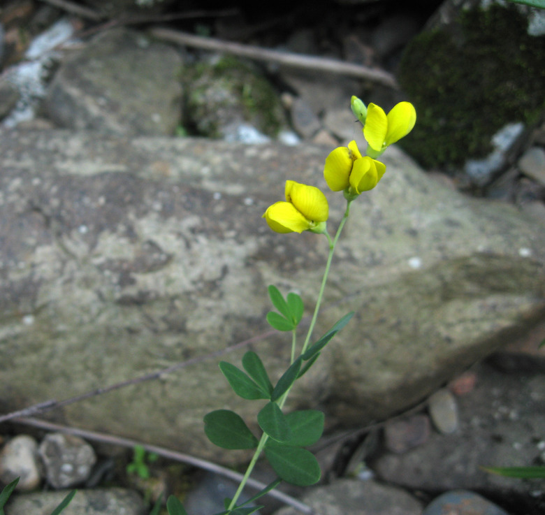 Yellow wild indigo Baptisia tinctoria flowers growing near Todd Town