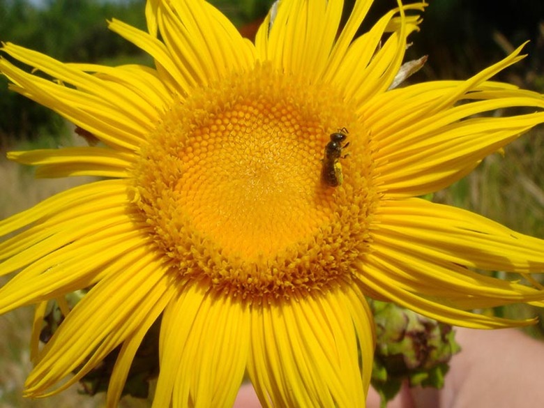 A close-up of a very yellow giant fleabane Inula magnifica flower.