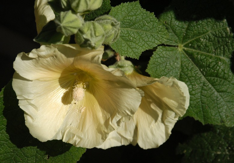 A close-up of a delicately yellow hollyhock Alcea rosea flower.