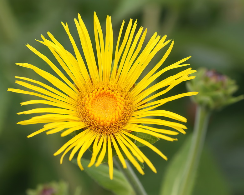 A delightful yellow elecampane Inula helenium flower.