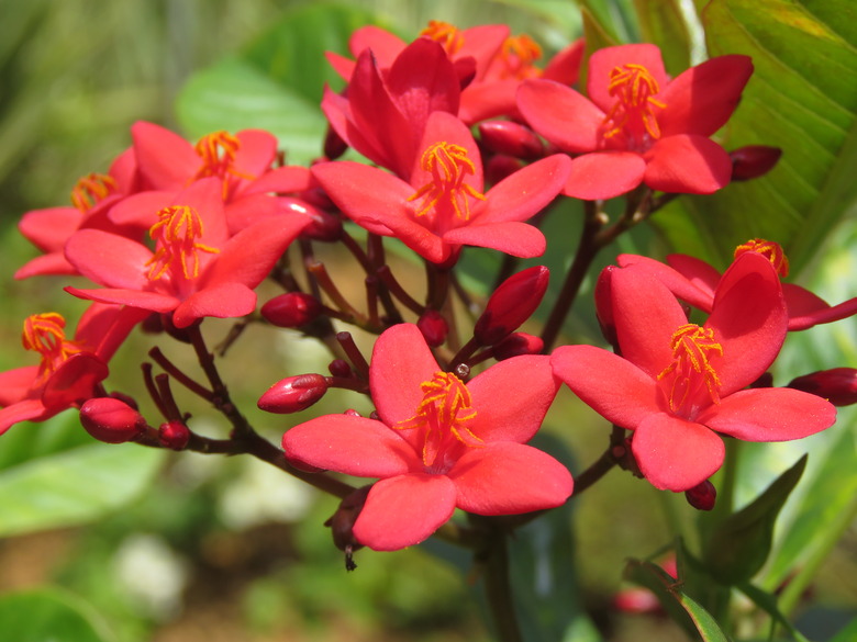 Lovely red blooms of a spicy jatropha Jatropha integerrima.