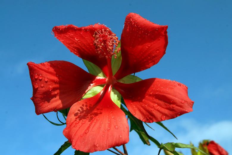 A bright red scarlet rosemallow hibiscus Hibiscus coccineus flower set against a blue sky background.