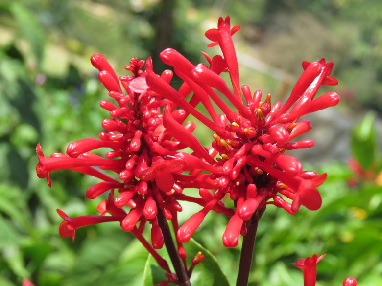 Bright red tubular flowers of the firespike plant Odontonema cuspidatum.