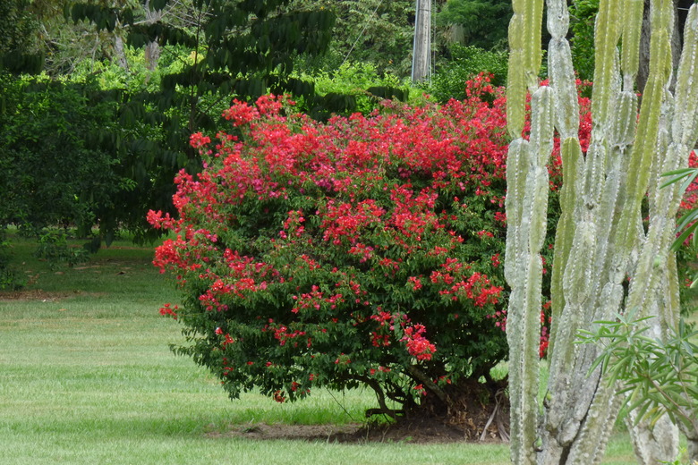 A robust bougainvillea Bougainvillea glabra bush with vibrant red flowers.