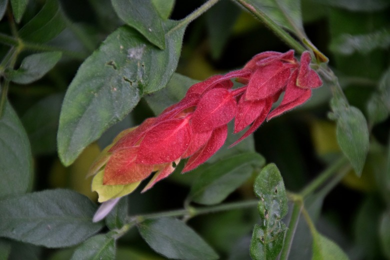 A deep red shrimp plant Justicia brandegeeana flower with accents of white and yellow.