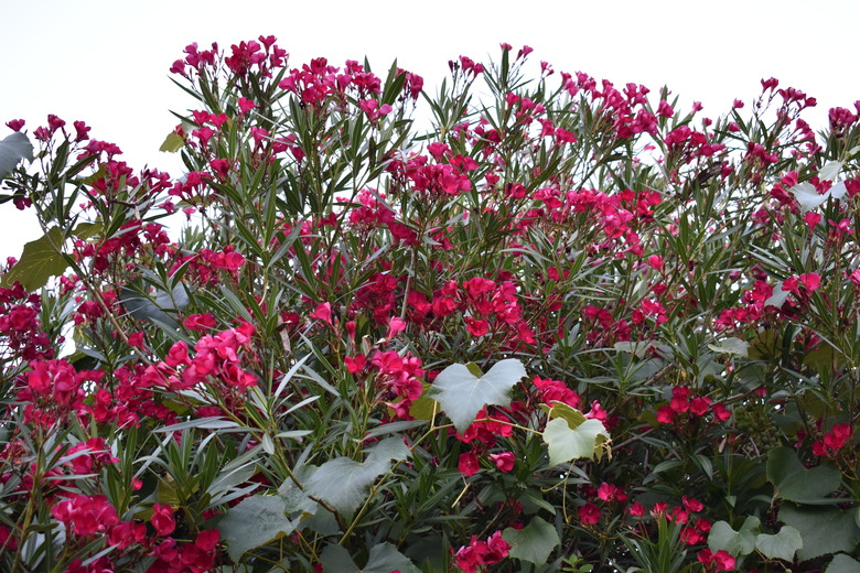 A thriving oleander bush Nerium oleander with deep red flowers.
