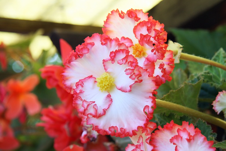 A close-up of a tuberous begonia Begonia x tuberhybrida with fascinating white petals that have crinkled red edges.