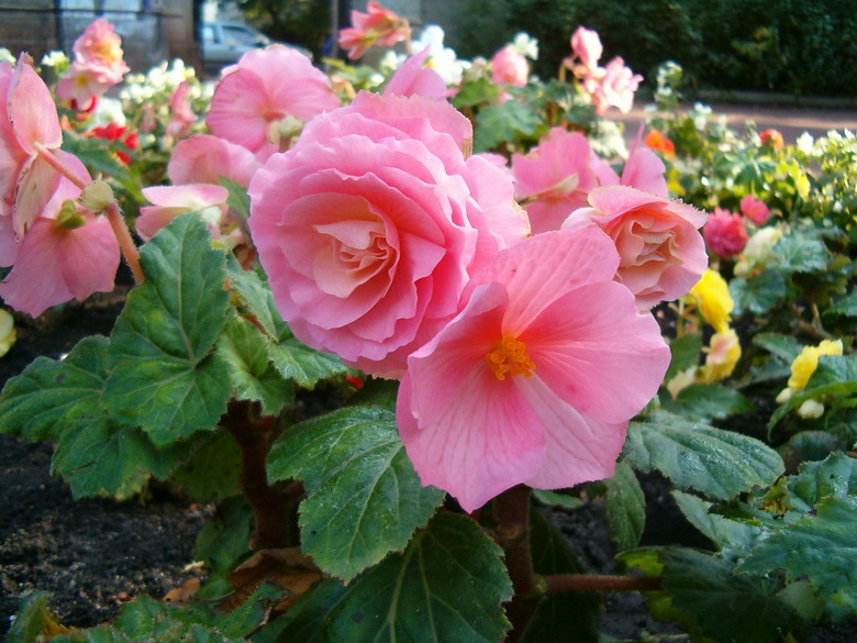 A close-up of some lovely pink tuberous begonias Begonia x tuberhybrida.