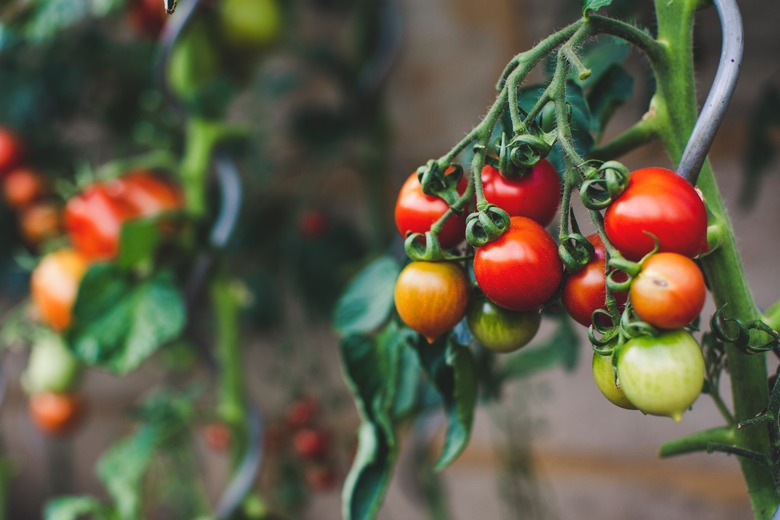 Tomatoes of varying colors growing on a vine.