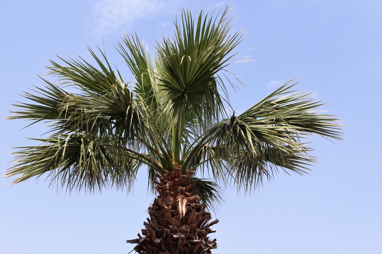 A Mexican fan palm Washingtonia robusta set against the background of a blue sky.