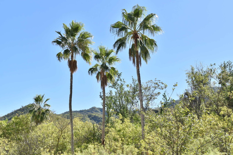 A handful of Mexican fan palms Washingtonia robusta towering above other plants.