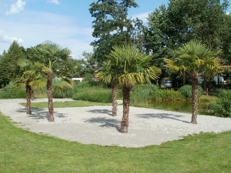 Five young windmill palms Trachycarpus fortunei growing near each other.